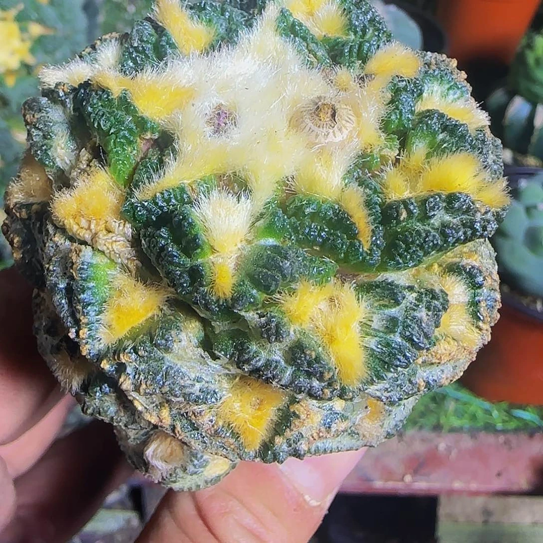 金毛割尤龟甲牡丹386微瑕疵