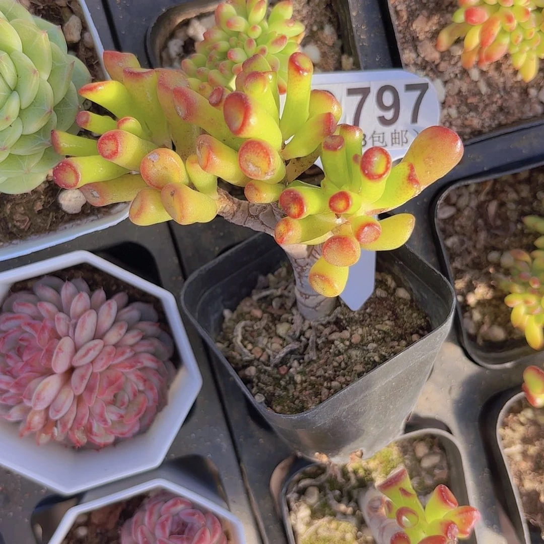 D797喜财树一物一拍多肉