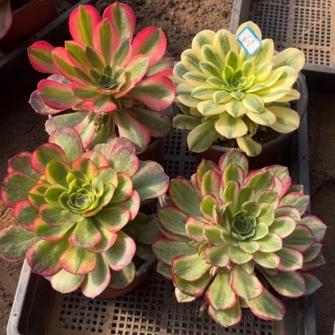 611多肉植物组合