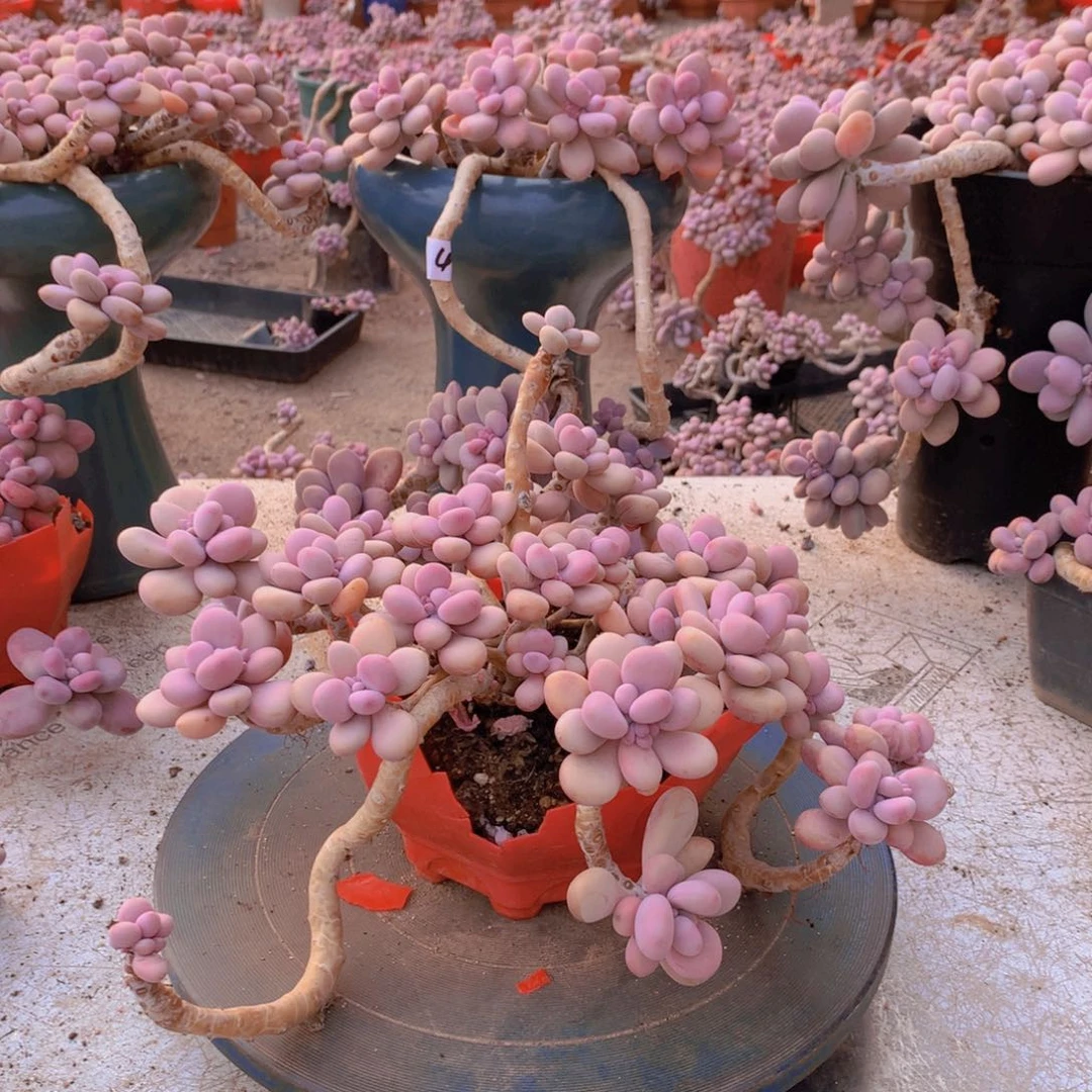 32一物一拍桃蛋老桩有小蹭头