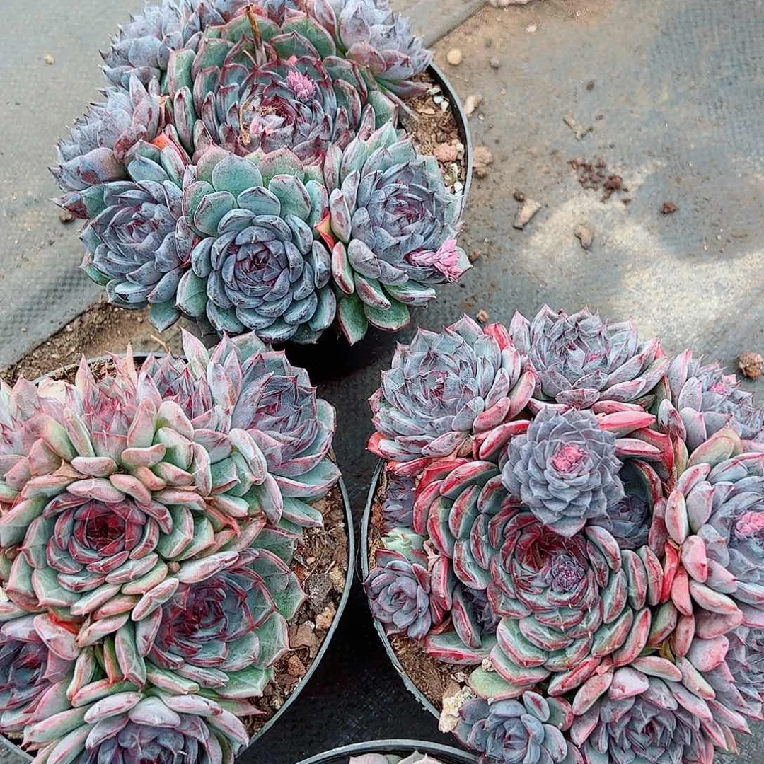 蓝色妖姬多头群生老桩特价
