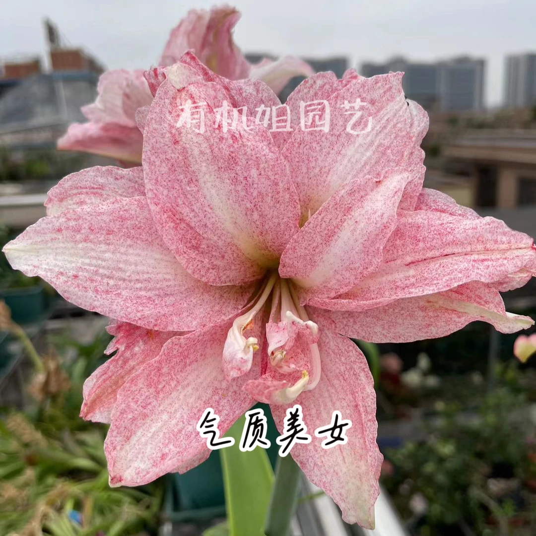 有机姐园艺［气质美女］台湾朱品种朱顶红自然球