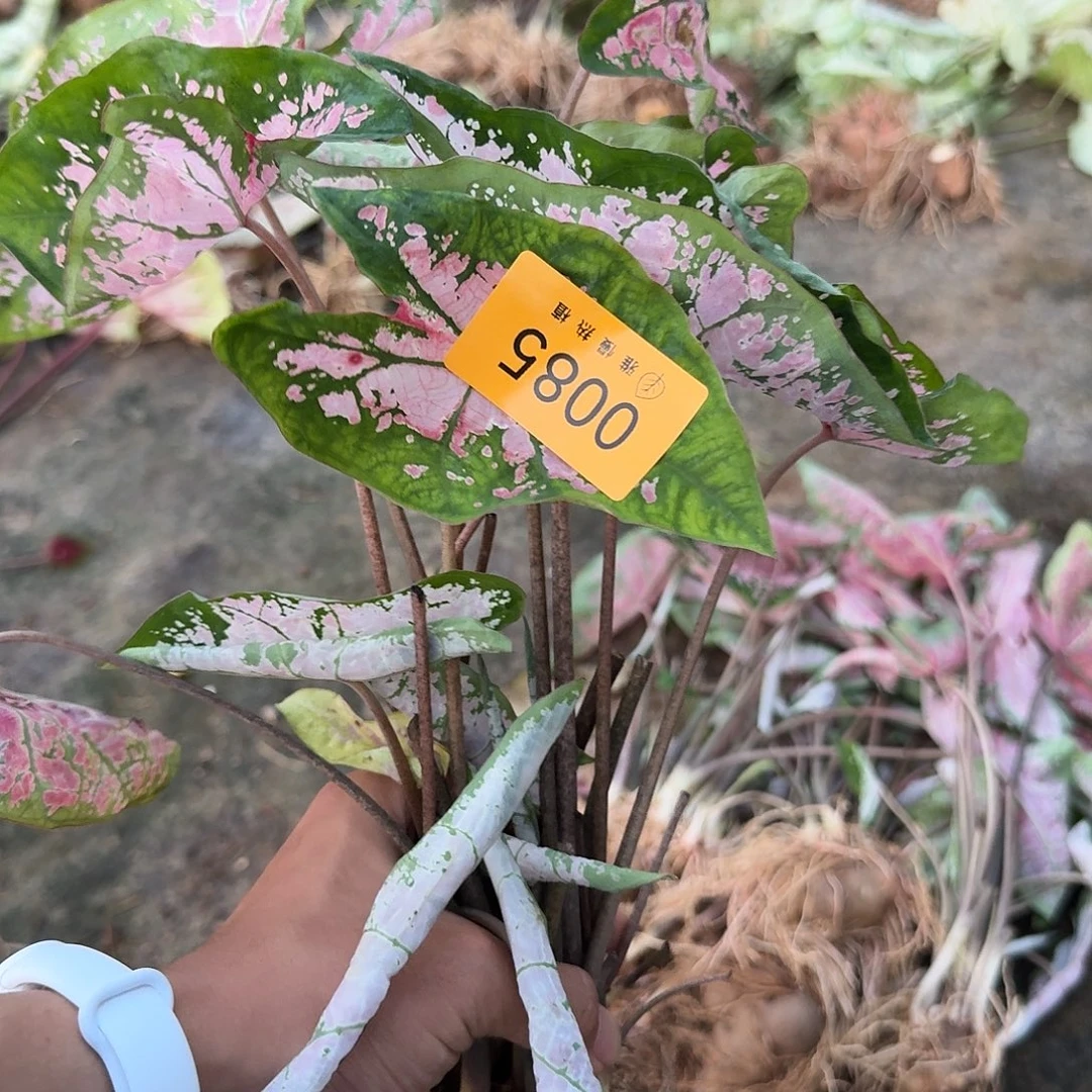 完全开放0085粉色飞溅8裸球不售后