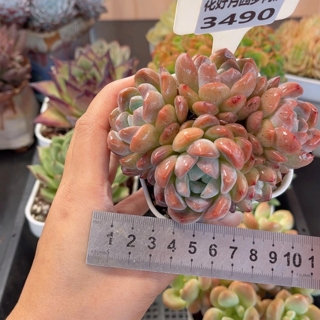 多肉植物3490 一定要拍冷链哦