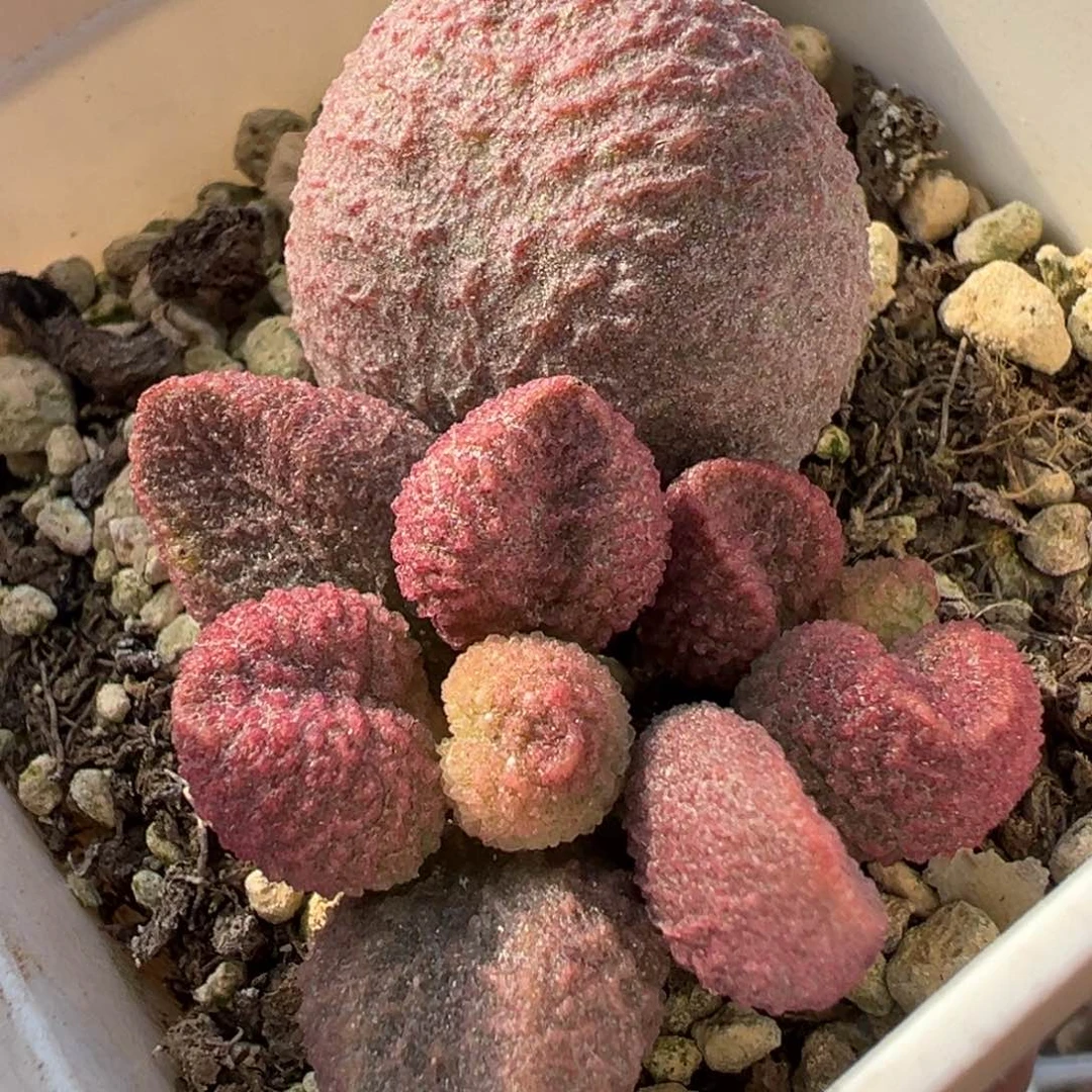 水蜜桃多肉植物水泡