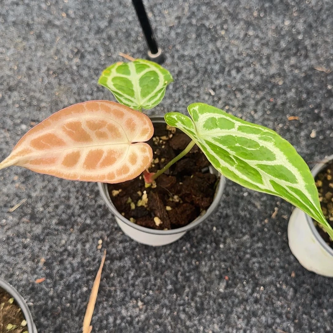 完全开放粉心水晶