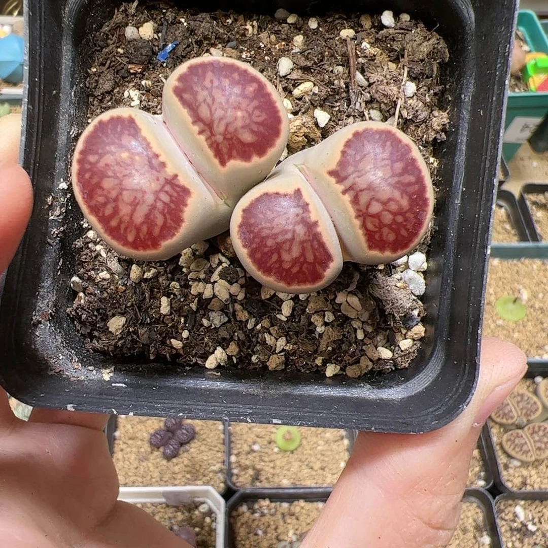 【闪购商品】198 菊