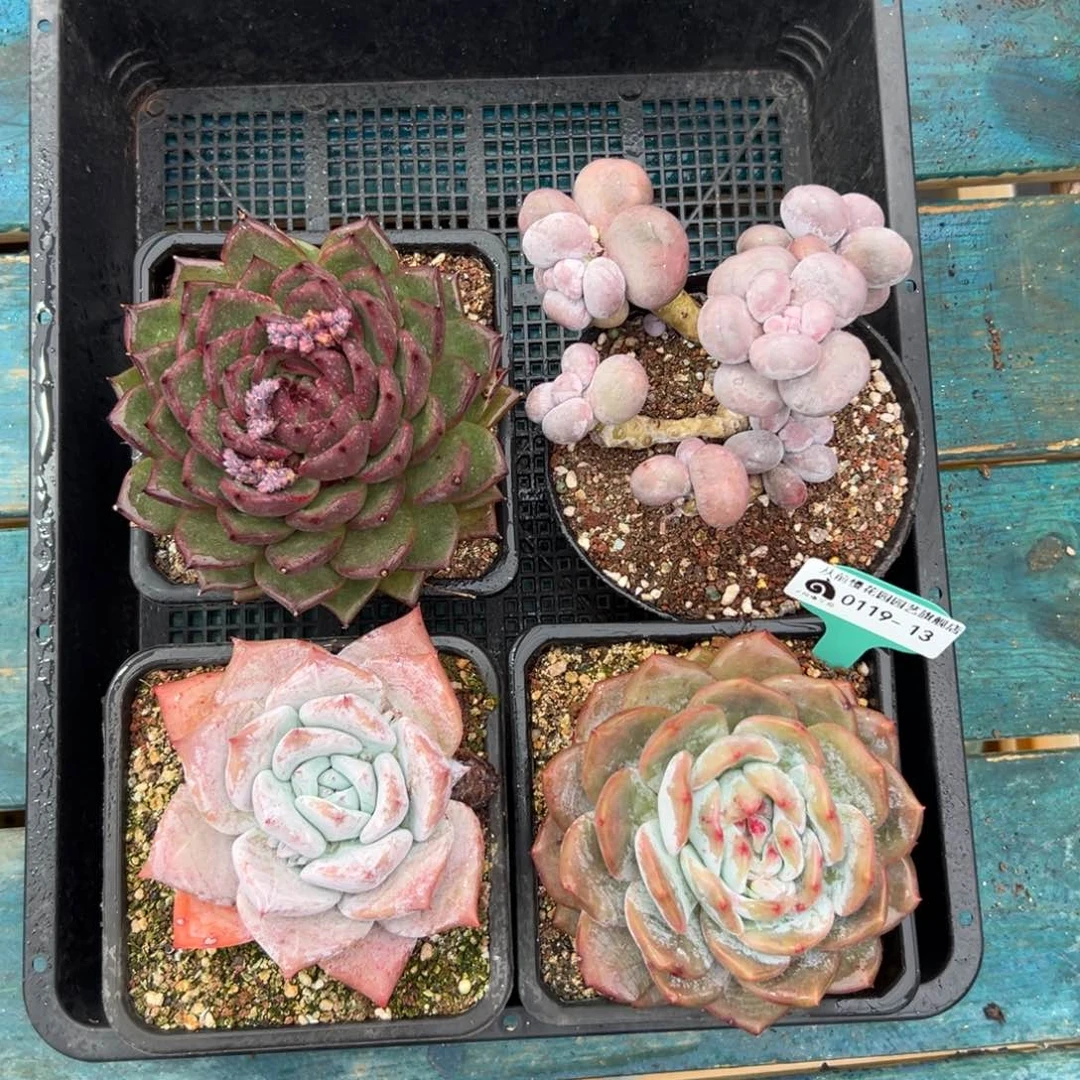 多肉一物一拍0119-13