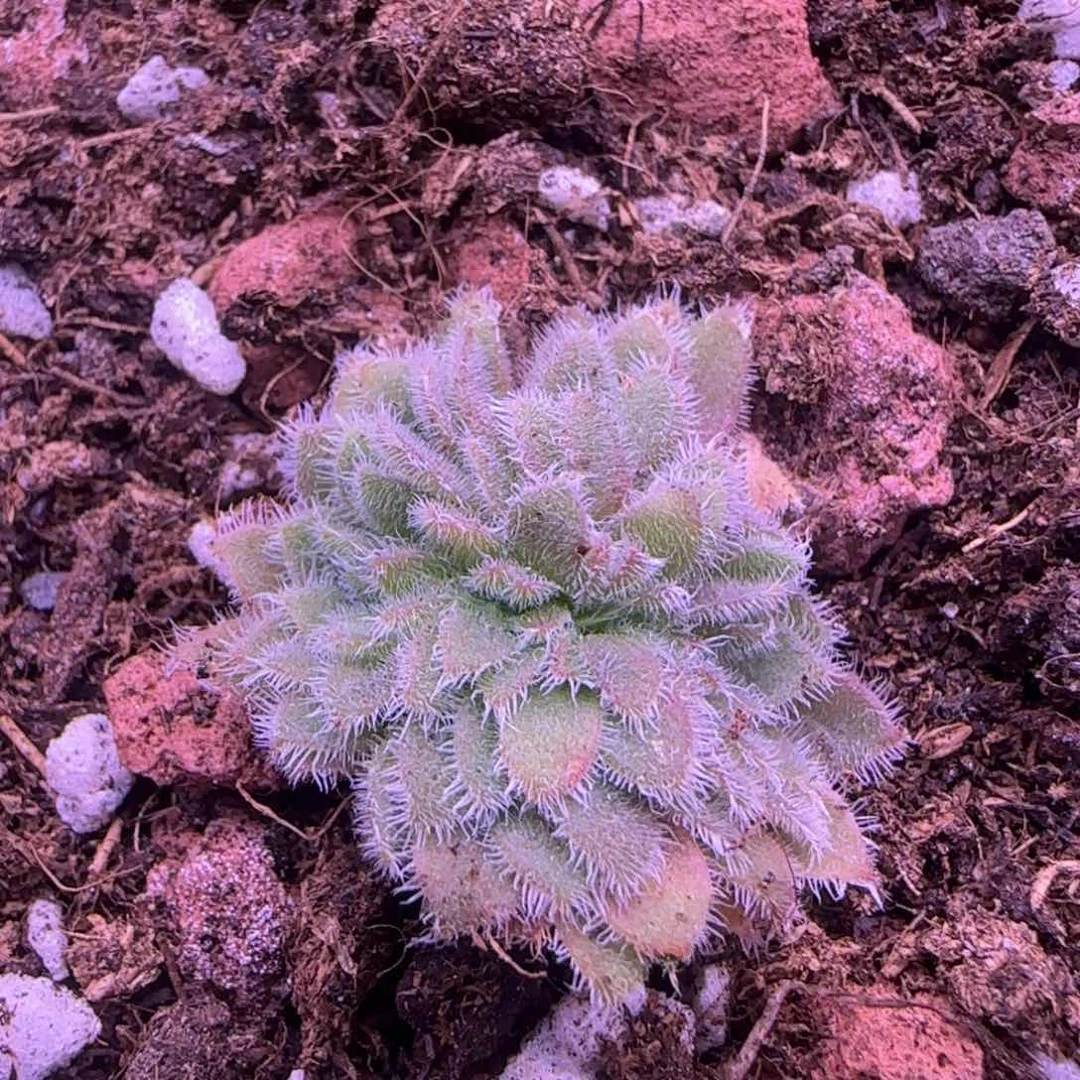 龙葵板缀化16855556669989886586