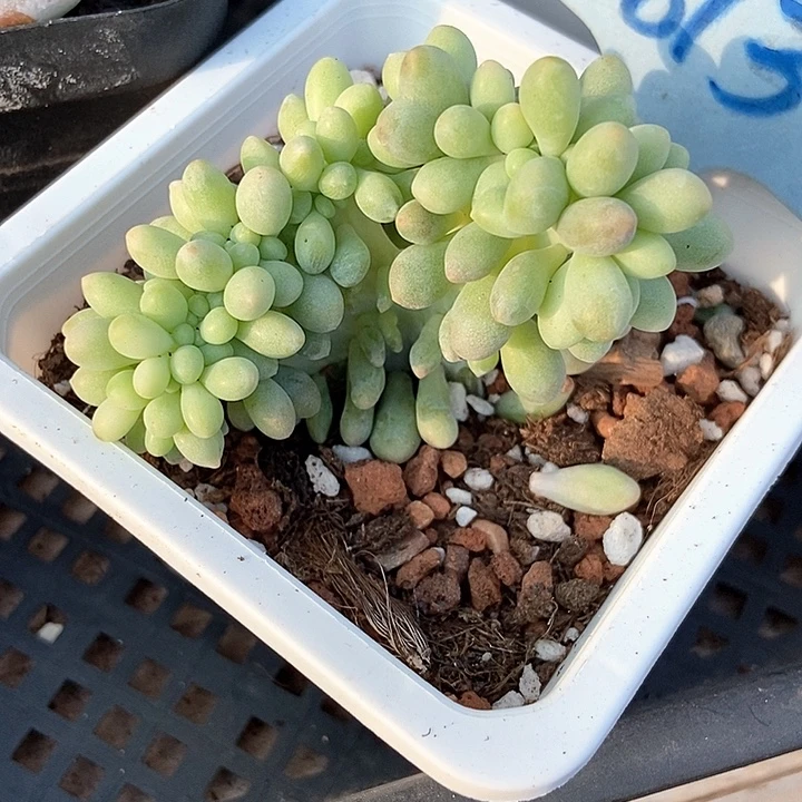 多肉植物粉色恋人群1813