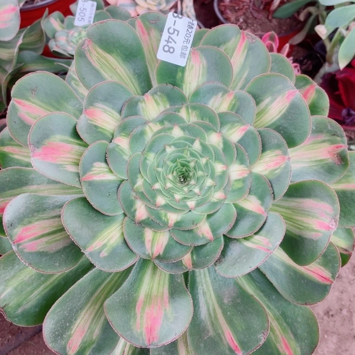 548暴君多肉1234578