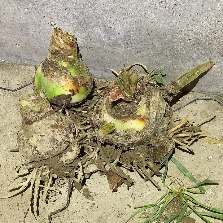 杂交混球3颗朱顶红