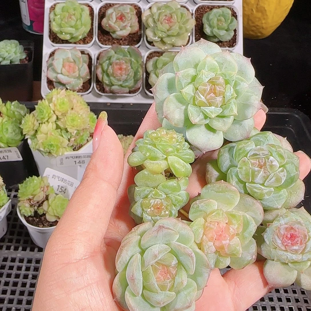 0926-155麦秆优选不包整