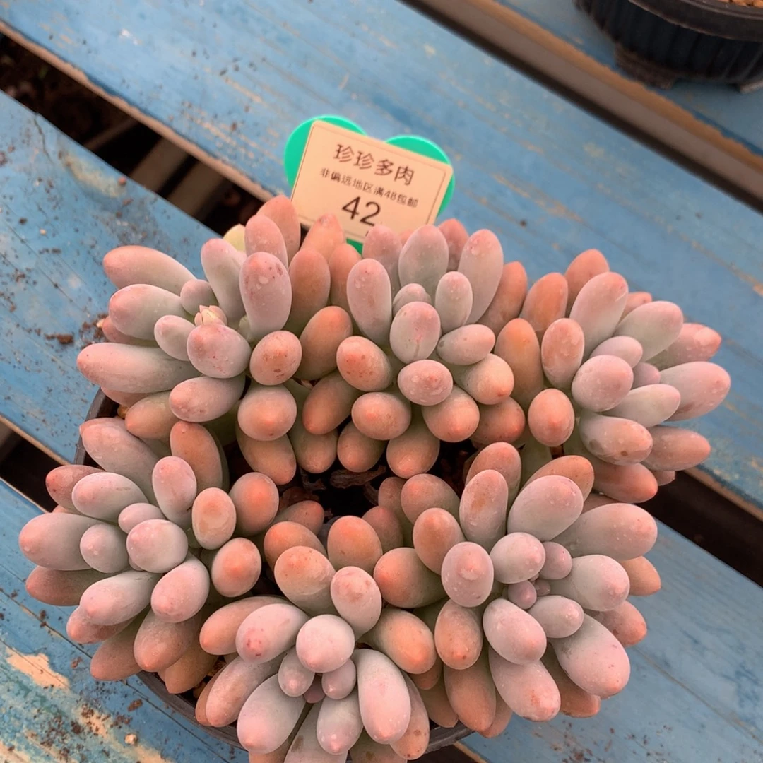 大叶汤圆无砍平头42