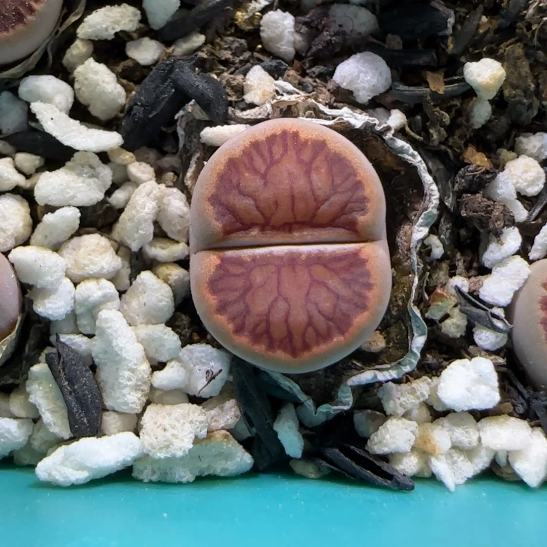 6.30。。。红窗菊。。。2020