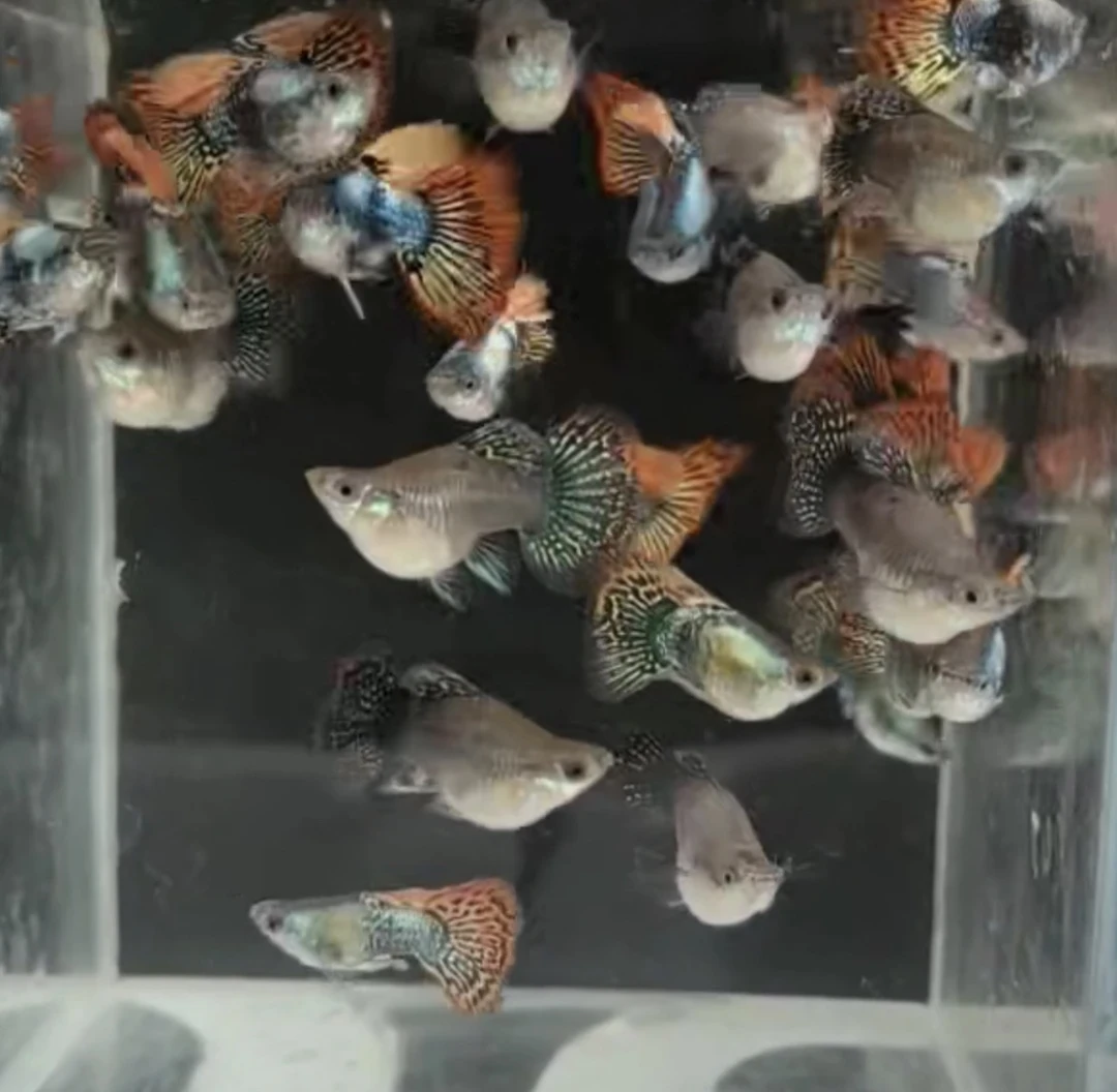 精品七彩球体孔雀鱼小型鱼热带鱼观赏鱼水族