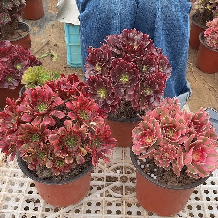 红铜白 粉女巫 美杜莎组合脱土