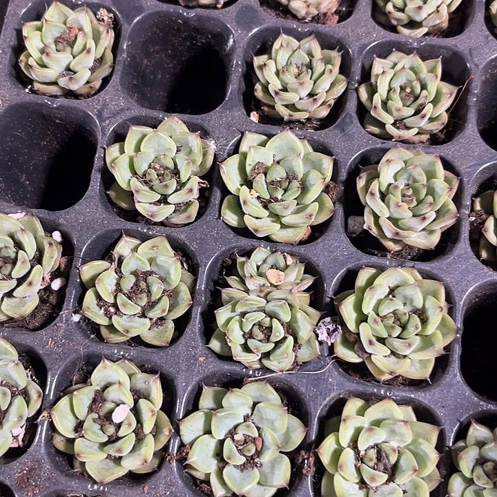 一元两颗星光珍妮带土发