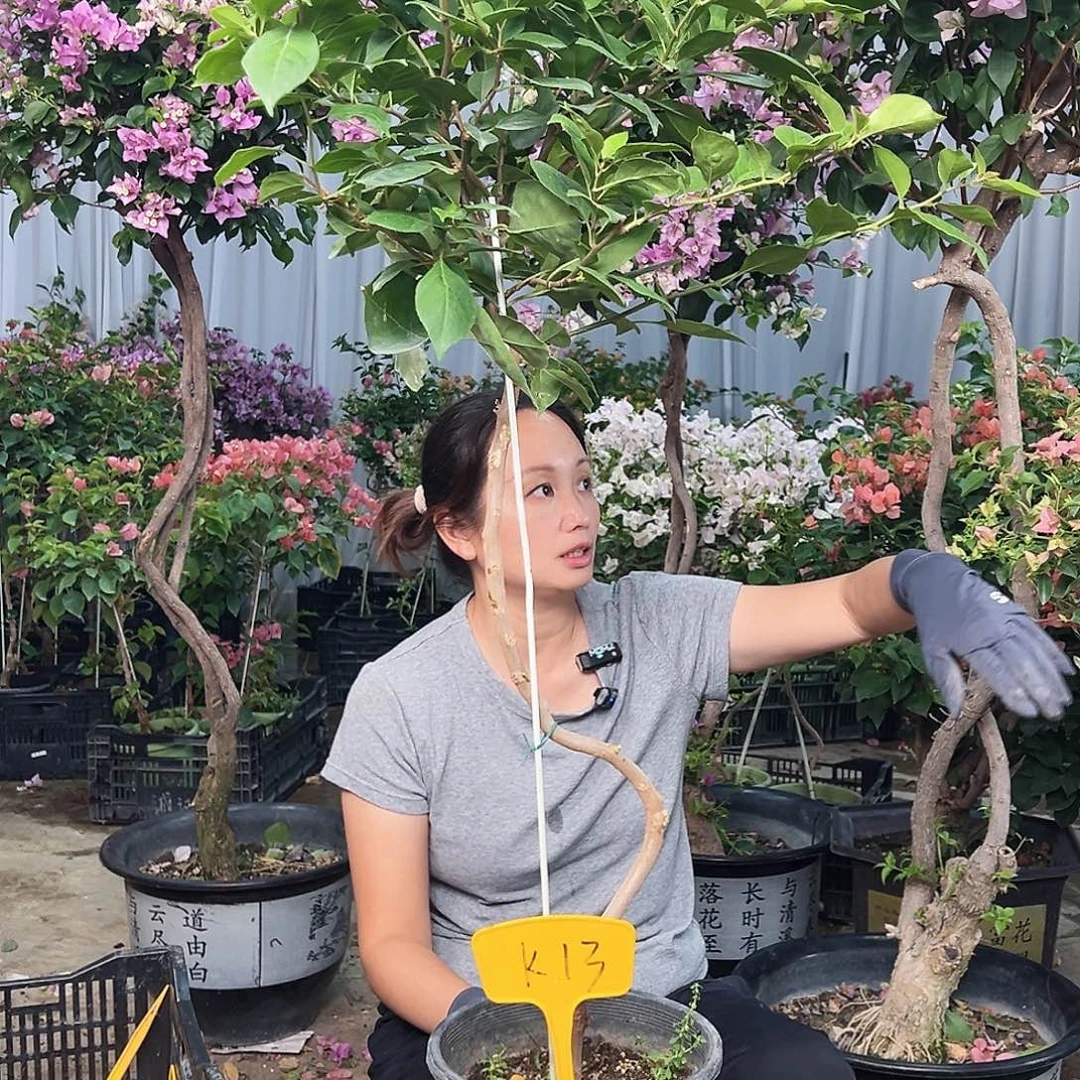 小***妈大部分花苞少量开放K13变色龙