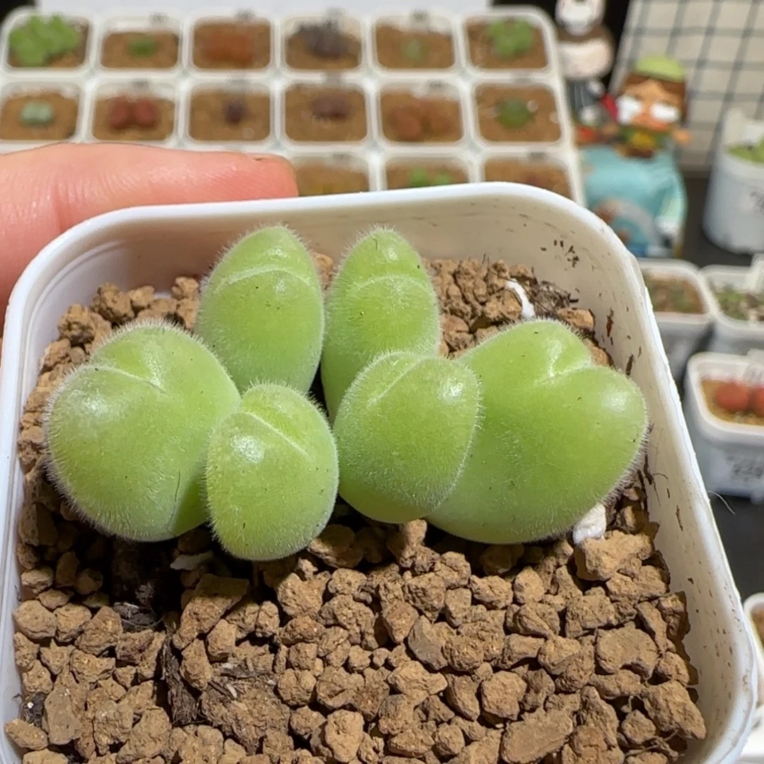 肉锥多肉植物组合-长毛翠滴996
