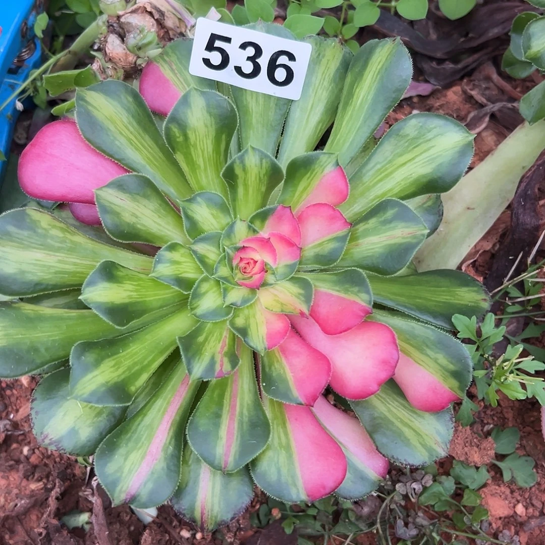 精品多肉植物536知否