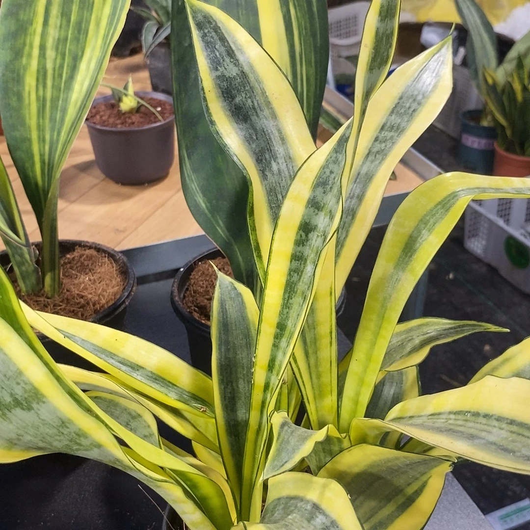 简***点无花朵水月兰虎皮兰