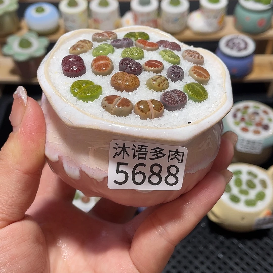 带盆土植物 一物一拍5688