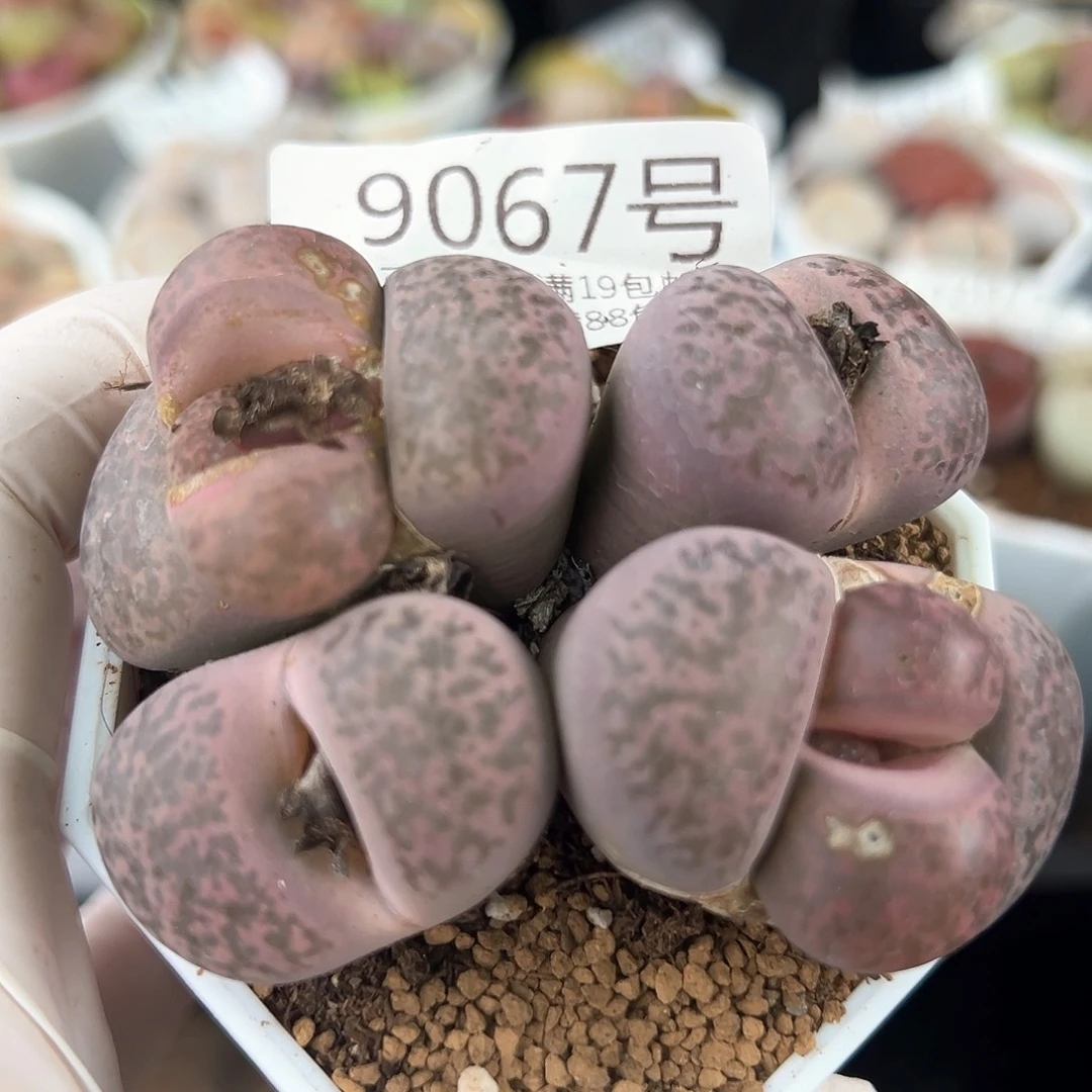 好养易活生石花大母本9067