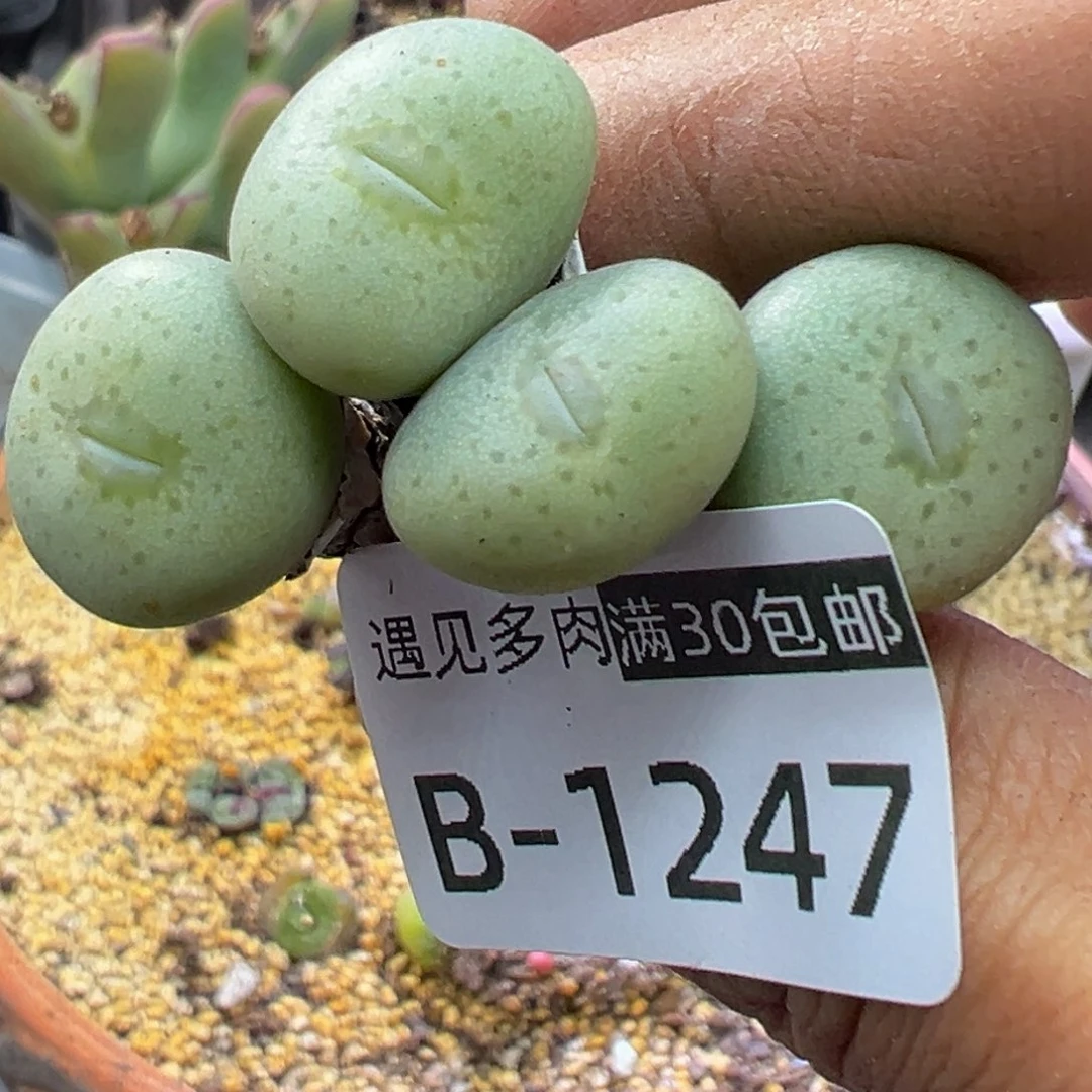 多肉植物1111111111111