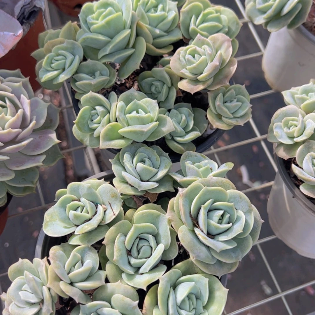 可爱玫瑰散装带盆土两盆