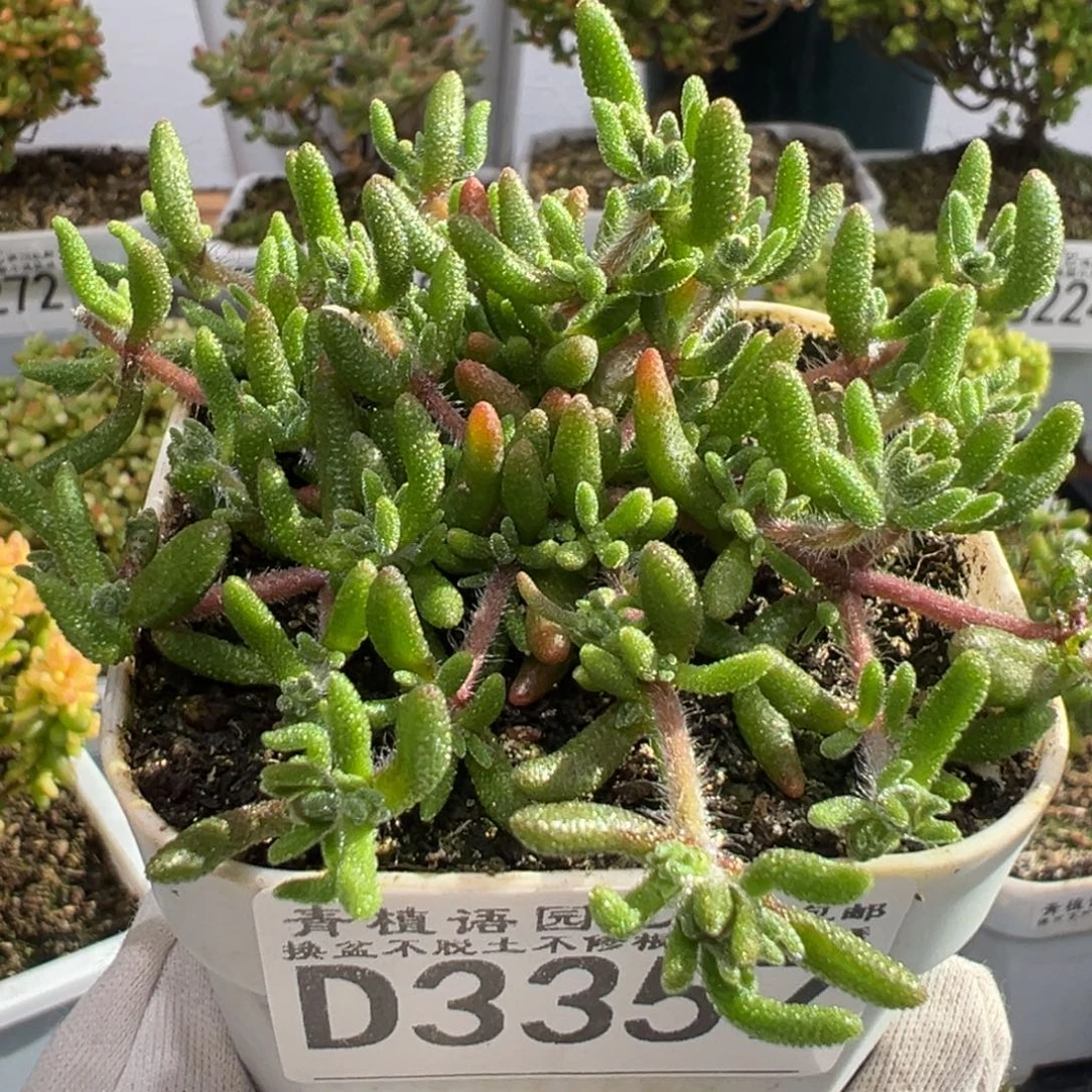 D3357狐尾枝干一物一拍