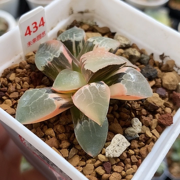 434火凤凰克锦一物一拍