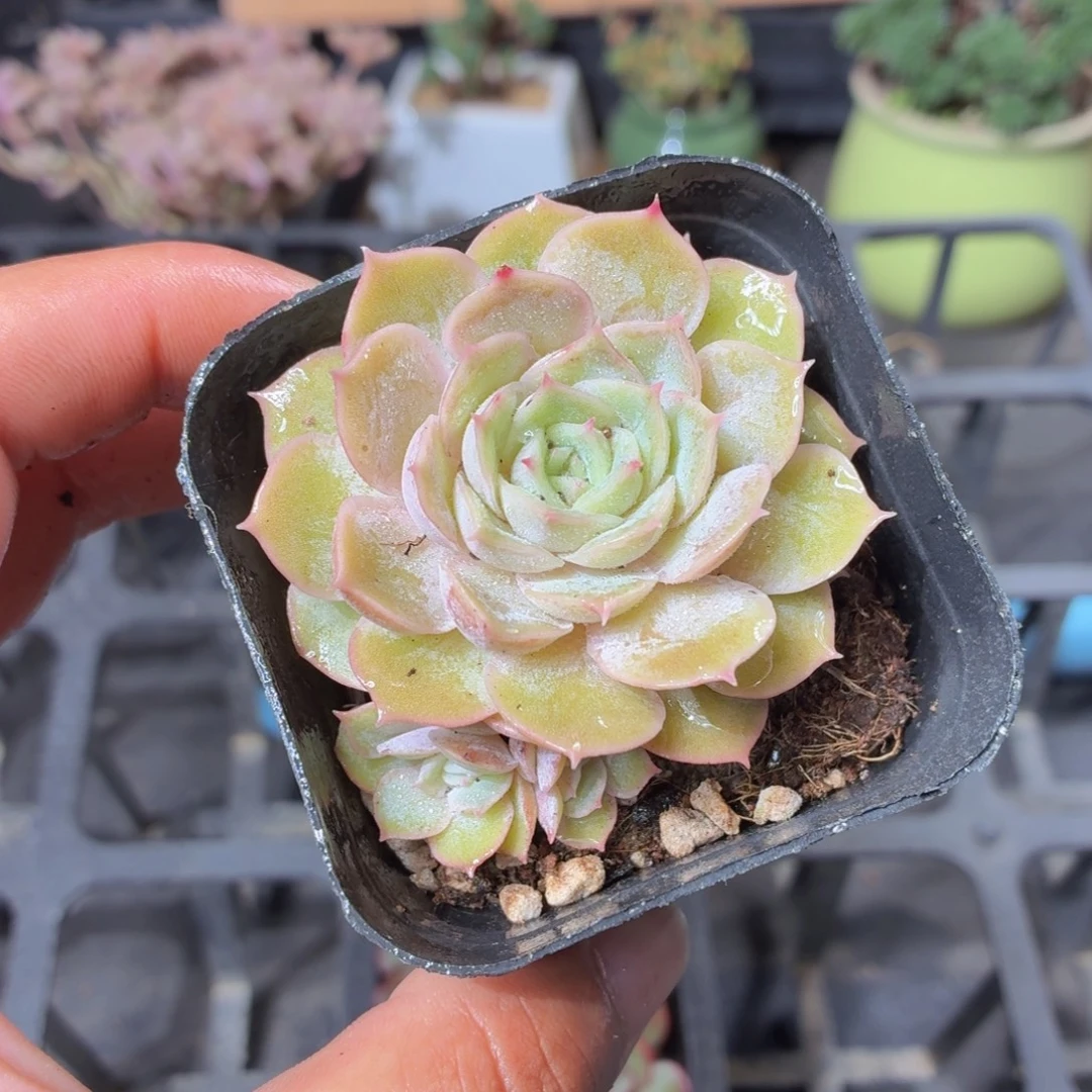 昂斯诺多肉9.9包邮发货