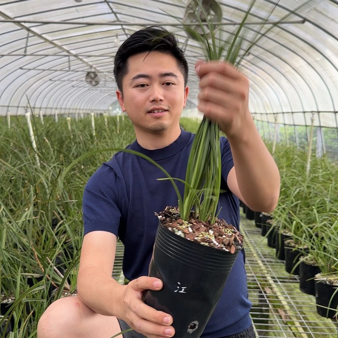 当前无花栽培后可以开花蕙兰新八江南新极五苗及以上