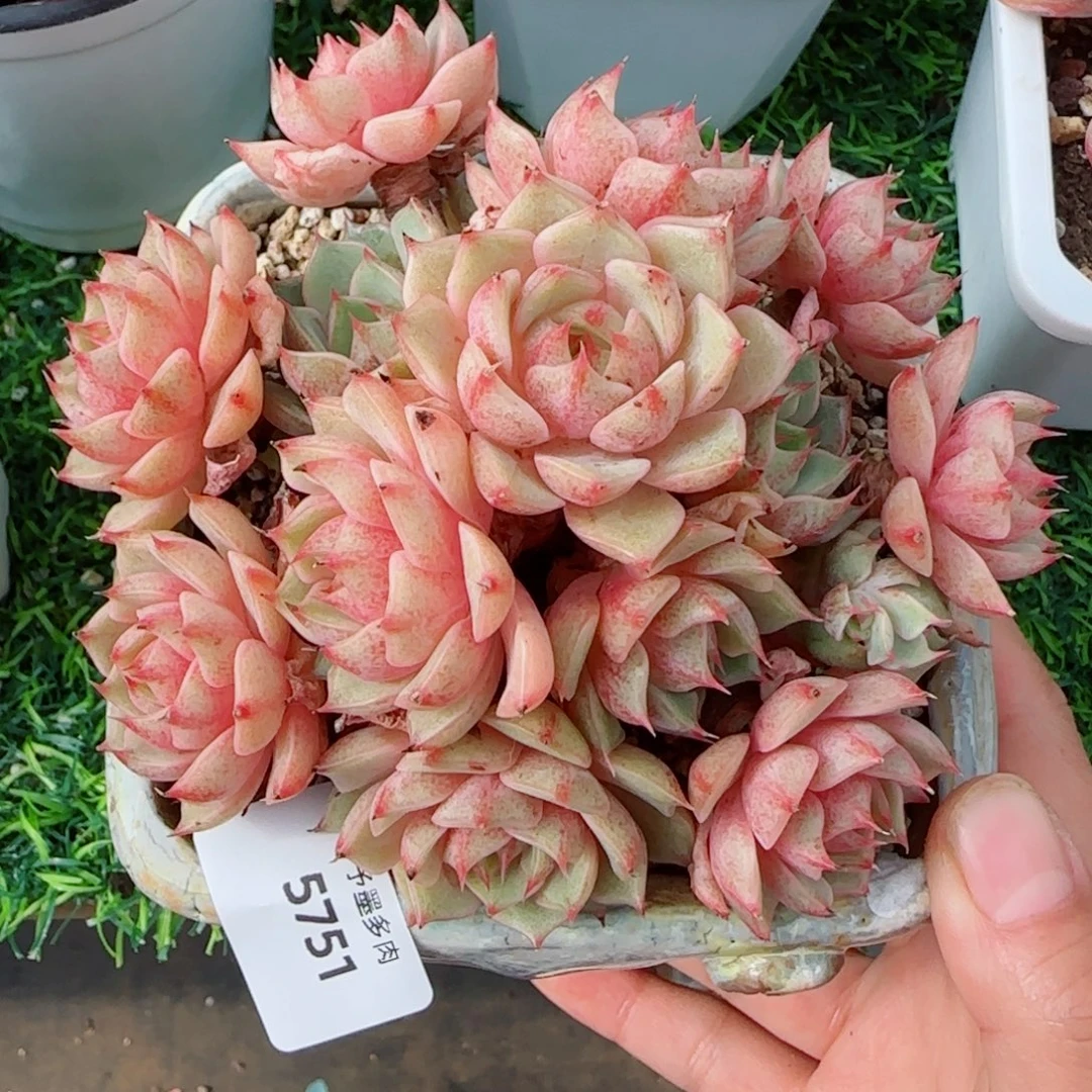 笨吧无砍，5751多肉植物