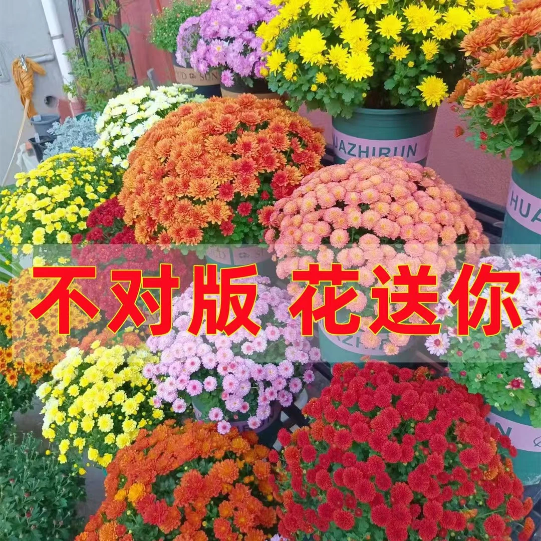 新品球菊盆栽花卉苗千头菊耐寒植物阳台庭院花园地栽好养自然成球