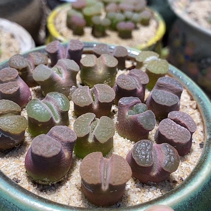 班克雪花磁铁一颗