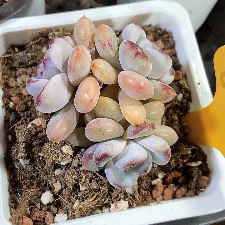 多肉植物6133多肉