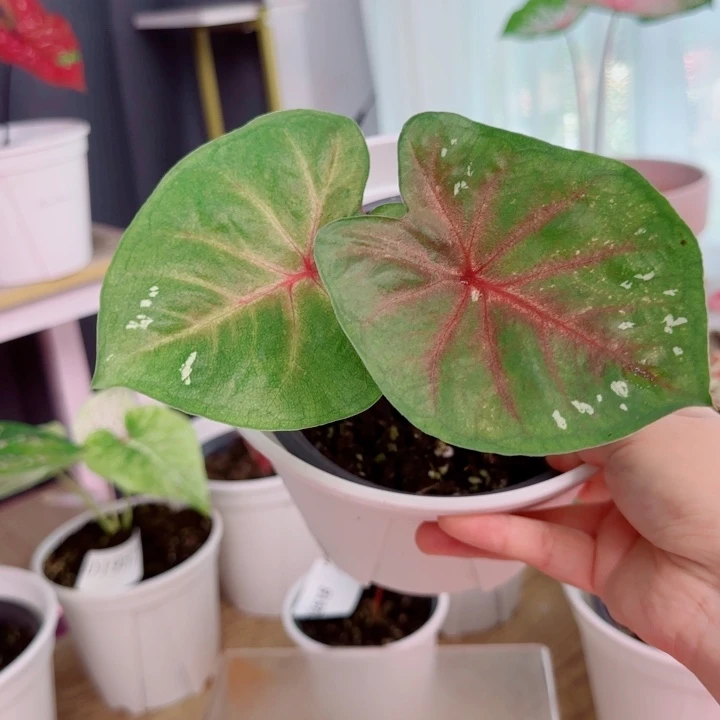 无花朵海王Q2576..