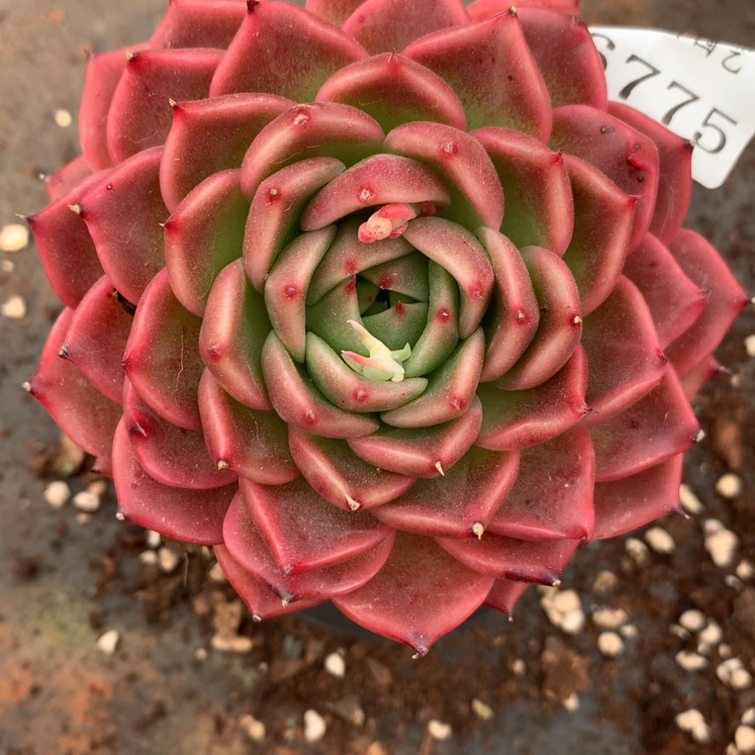 6775杂交精品基地10厘米