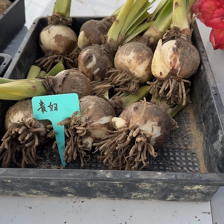 贵妇朱顶红一棵7.0