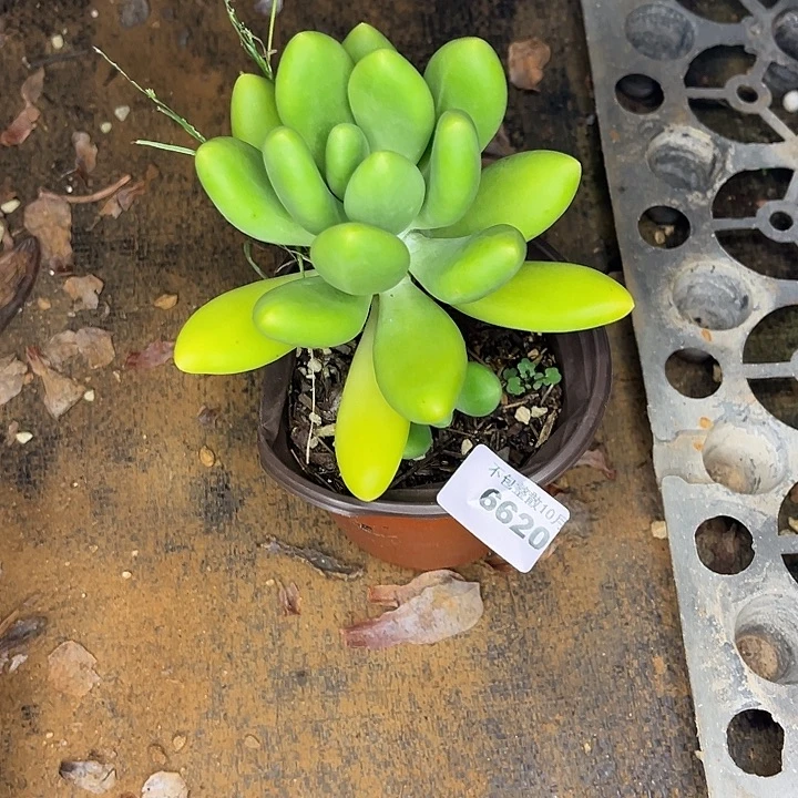 美***️阿雅园艺。    6620芒果美人