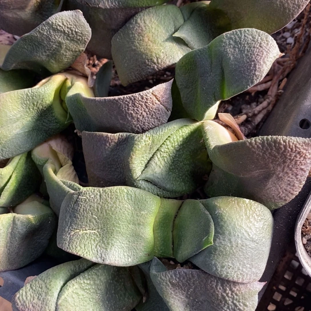 2606 一颗超大军配蜗牛