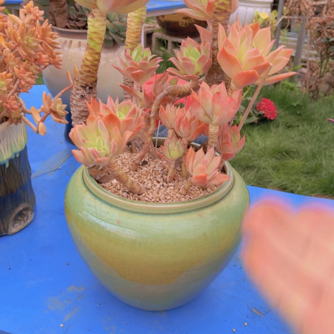 冉*多肉植物保护研究所