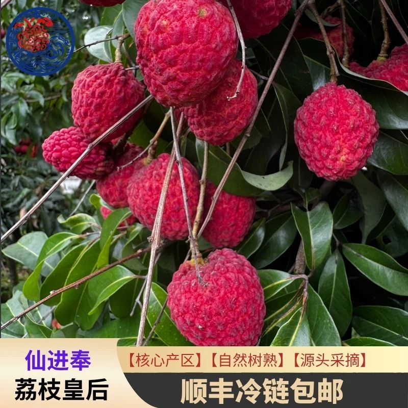 【果王链接】仙进奉荔枝果王链接专属顺丰冷链包邮