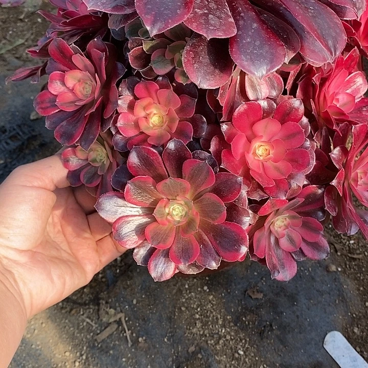 多肉植物美杜莎964多肉