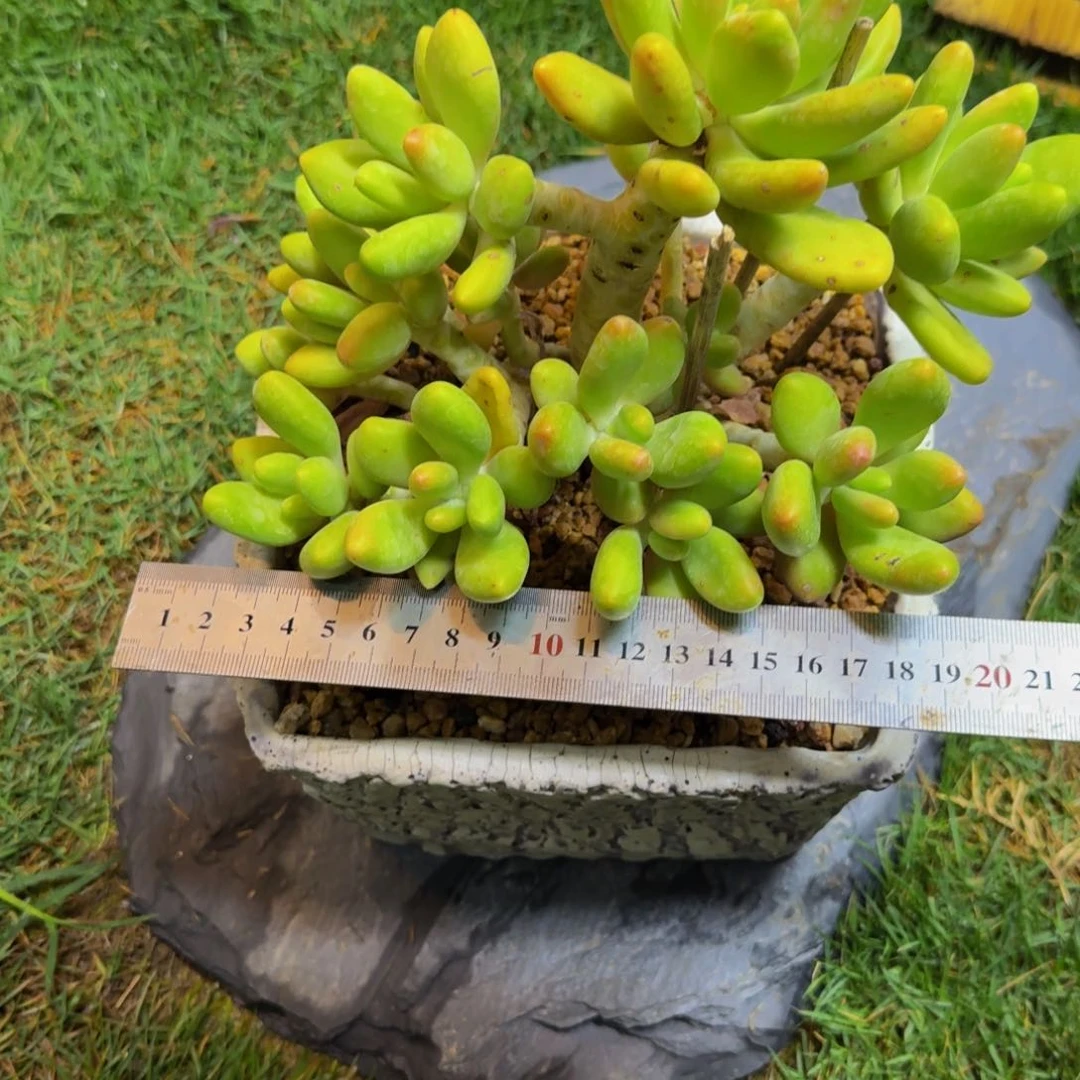 悦*者悦已者芒果奶物流