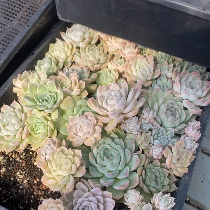 89 多肉植物盆栽花卉