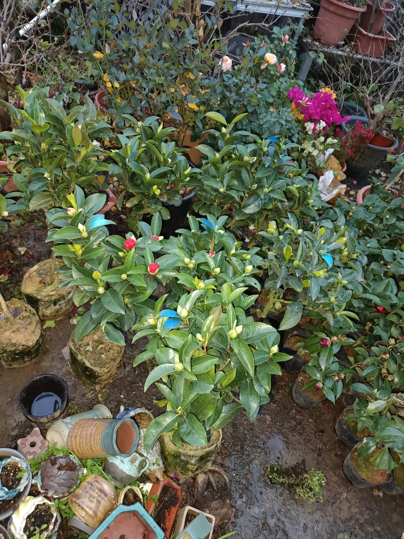 七星茶花盆栽带花苞庭院阳台绿植四季常青花卉植物