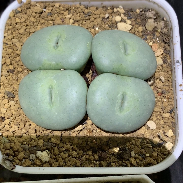 精品多肉植物超级大饼